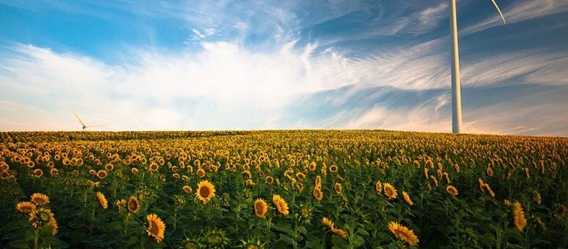 sunflowers-1853323_640